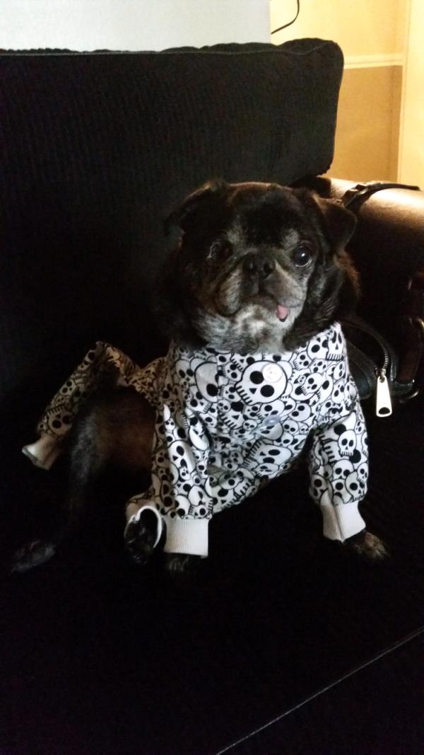 /images/uploads/pug nation rescue of los angeles/pugnation2020/entries/11366thumb.jpg